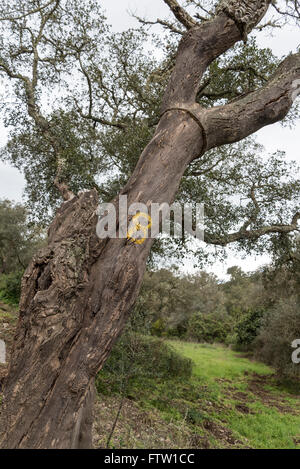 A Cork Oak showing it has been harvested and with the number 8 indicating this was done in 2008 Stock Photo