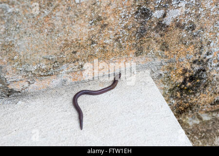 An Iberian Worm Lizard in Portugal Stock Photo