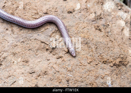 The head end of an Iberian Worm Lizard found under a stone in Portugal Stock Photo