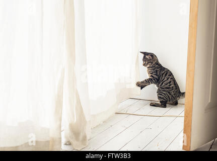 Playful tabby kitten playing with curtain. Stock Photo
