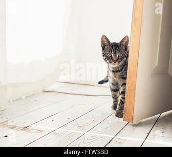 Tabby cat looking around open door. Stock Photo