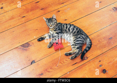 Pretty grey striped cat lying on a wooden floor with a red stuffed toy looking lazily at the camera, high angle with copyspace Stock Photo