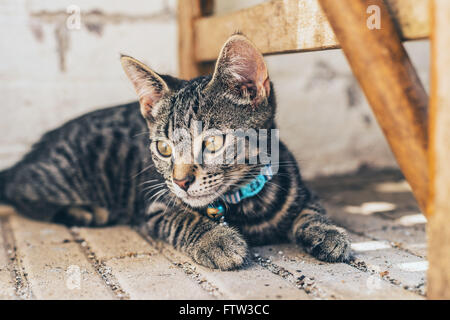 Thoughtful grey tabby cat wearing a blue collar and bell lying thinking on a paved floor looking away to the side Stock Photo