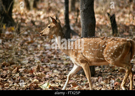 Spotted deer Bandhavgarh National Park Stock Photo