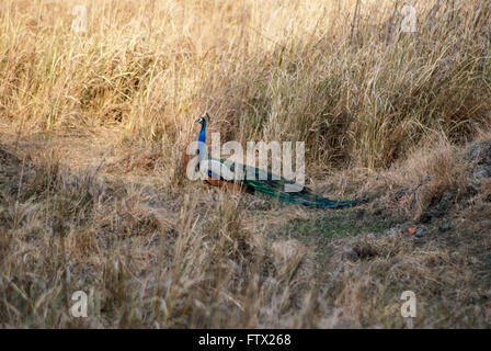 Peacock at Bandhavgarh national park Stock Photo