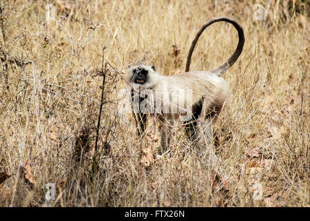 Langurs, Bandhavgarh National park Stock Photo