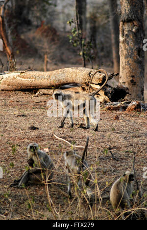 Langurs Stock Photo