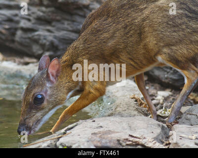 A timid Lesser Mouse Deer drinking at a small pool in the forest in Thailand