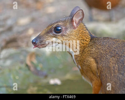 A timid Lesser Mouse Deer drinking at a small pool in the forest in Thailand