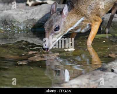 A timid Lesser Mouse Deer drinking at a small pool in the forest in Thailand