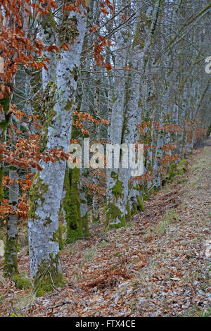 Row of young beech trees in the winter Stock Photo