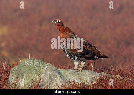 Male Red Grouse on a rock Stock Photo
