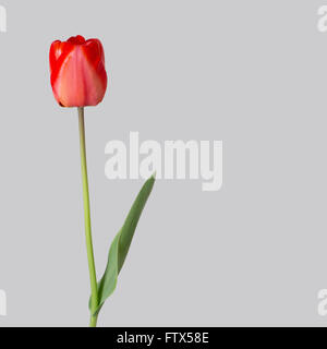 Single red tulip isolated on soft grey. With some real raindrops. Stock Photo