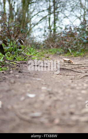 Low angle view of a muddy pathway through a forest Stock Photo