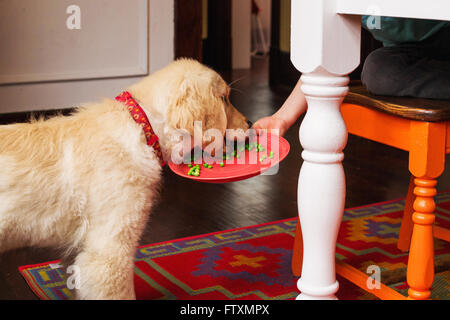 Boy feeding golden retriever puppy dog his peas Stock Photo