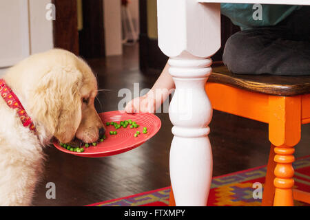 Boy feeding golden retriever puppy dog his peas Stock Photo