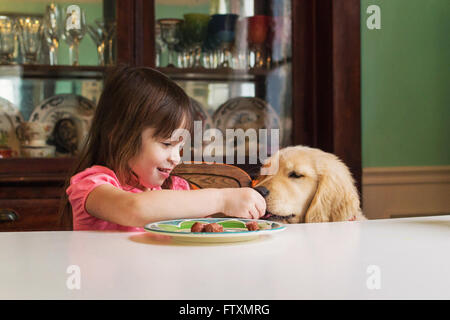 Girl feeding golden retriever puppy dog at table Stock Photo