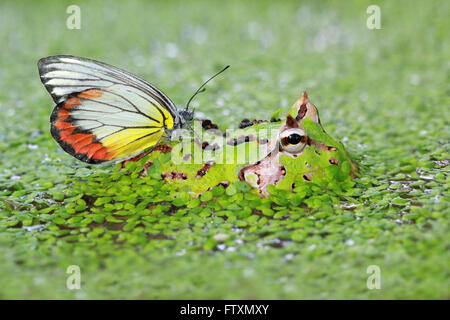 Butterfly sitting on pacman frog in swamp, Indonesia Stock Photo