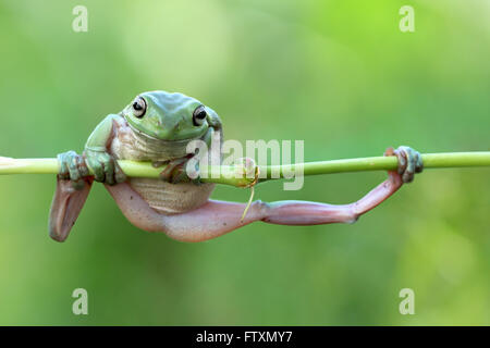 Portrait of a dumpy tree frog sitting on a branch, Indonesia Stock Photo