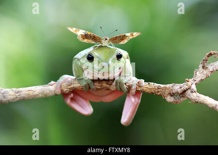 Butterfly sitting on dumpy tree frog, Indonesia Stock Photo