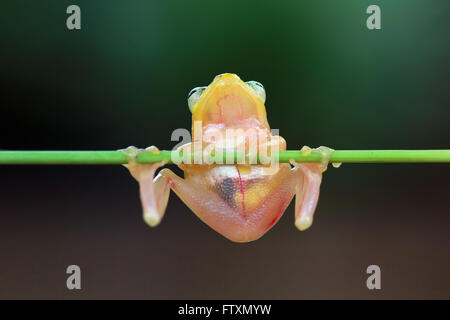 Golden glass Tree frog sitting on branch, Indonesia Stock Photo