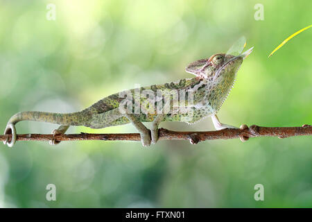 Side view of a chameleon eating an insect, Indonesia Stock Photo