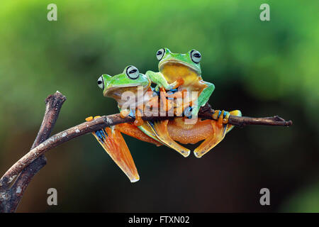 Two Javan gliding tree frogs on a branch, Indonesia Stock Photo