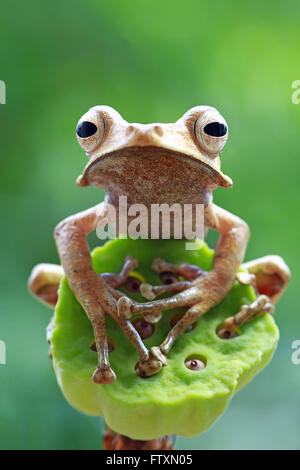 Close-up Portrait of an eared tree frog, Indonesia Stock Photo