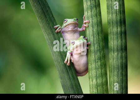 Two dumpy tree frogs sitting on plant, Indonesia Stock Photo