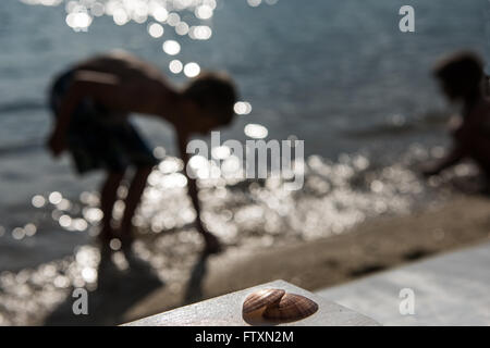 Two children collecting seashells on the beach