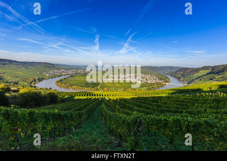 Bend in the river Moselle with the villages Leiwen and Trittenheim, western Germany. Stock Photo