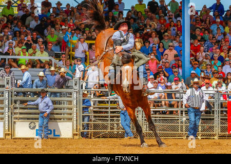 Cowboy on Bucking Bronco horse at Arcadia Rodeo, Florida, USA Stock Photo