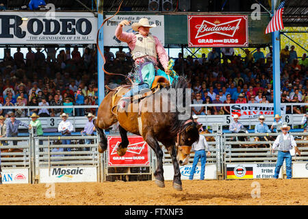 Cowboy on Bucking Bronco horse at Arcadia Rodeo, Florida, USA Stock Photo