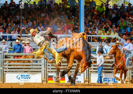 Cowboy on Bucking Bronco horse at Arcadia Rodeo, Florida, USA Stock Photo