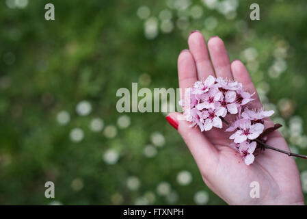 Woman holding pink cherry blossom flowers in her hand Stock Photo