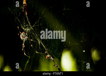 Saint Andrews Cross Spider sitting in its web, Sydney, New South wales, Australia Stock Photo