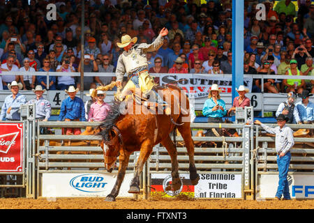 Cowboy on Bucking Bronco horse at Arcadia Rodeo, Florida, USA Stock Photo