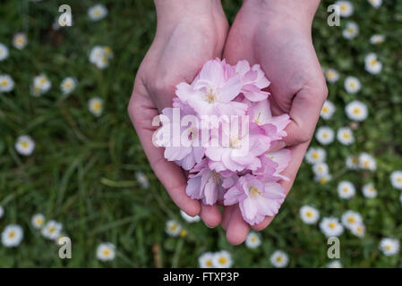 Woman holding a handful of pink cherry blossom flowers Stock Photo
