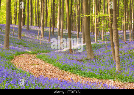 A path through a beautiful blooming bluebell forest. Photographed in the Forest of Halle (Hallerbos) in Belgium. Stock Photo