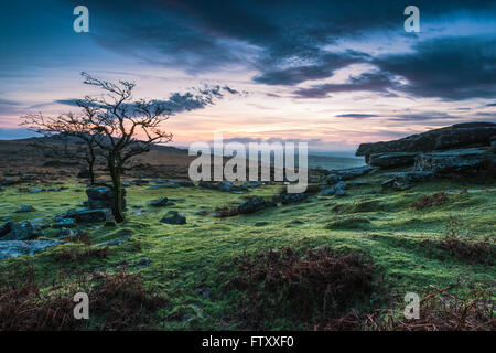 Lonely tree at dramatic sunset in Dartmoor Park, UK Stock Photo