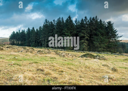 Wild forest in Dartmoor PArk, UK at winter time Stock Photo