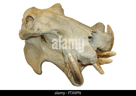 Hippopotamus Skull Stock Photo