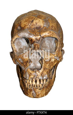 Homo neanderthalensis Stock Photo