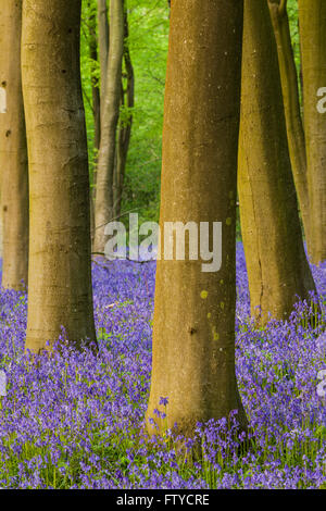 Bluebells in Micheldever Wood, Hampshire, England. Stock Photo