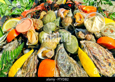 Cooked seafood plate of oysters, king prawns, mussels and snails closeup garnished with slices of lemon, orange, seaweed, ice Stock Photo