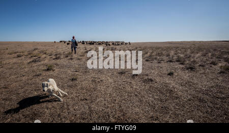 Kyrgyzstan, Kirghizistan,herd of sheep, shepherd and a dog. Stock Photo