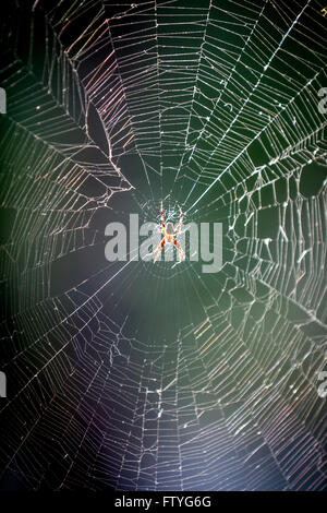 Kazakhstan, Kazakistan, Asia,a spider web. Stock Photo