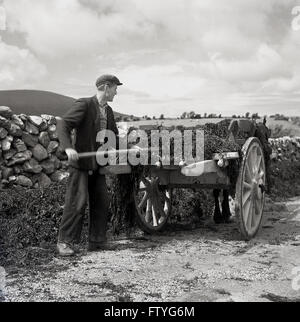 1950s, historical picture by J Allan Cash from the West of Ireland, showing a local man with his horse & cart on a rural country lane, beside a stone wall, putting seaweed which has gathered there, blown in from the Atlantic coast, onto the cart. Stock Photo