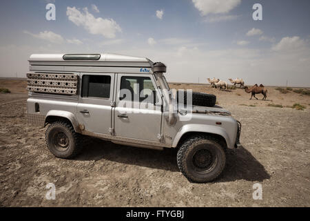 Kazakhstan, Kazakistan, Aral lake a lonely traveler 4WD defender in Aral lake meeting camels. Stock Photo