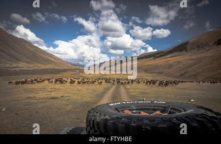 Kyrgyzstan, Kirghizistan, Asia, a lonely travel, defender in steppe with horses. Stock Photo